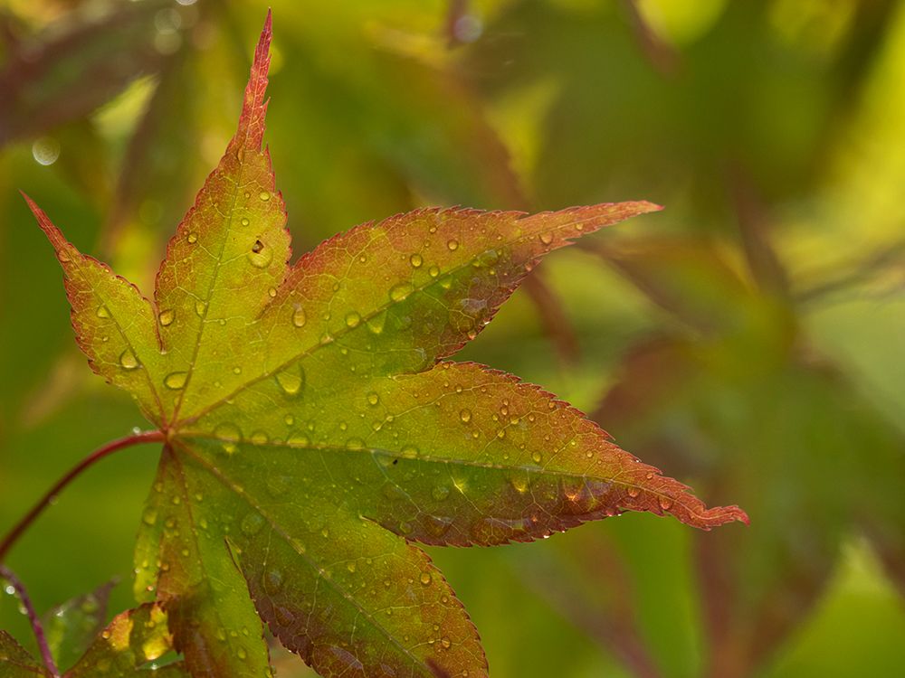 Usa-Washington State-Renton. Japanese maple with water droplets from rain in autumn